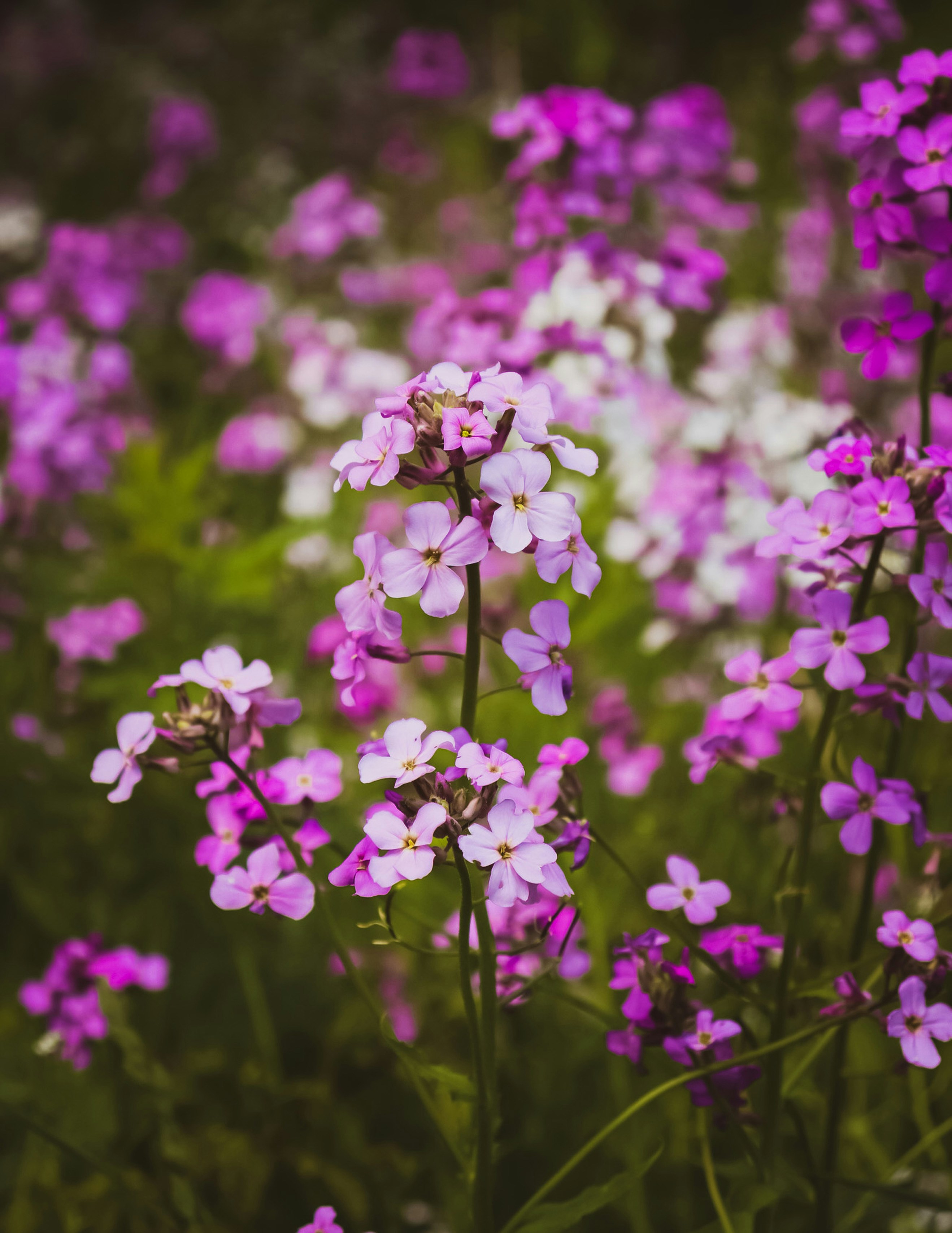 Photo by hlaurphotography