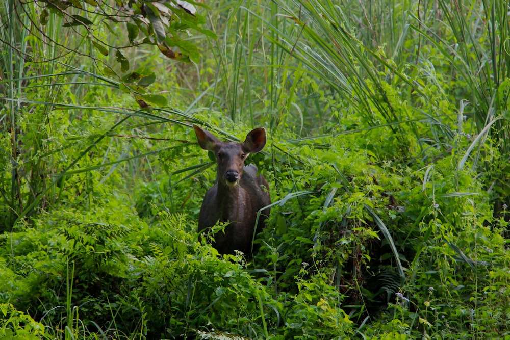 brown cow on green grass during daytime