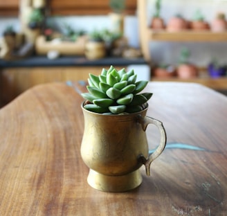 A succulent plant is placed inside a brass cup with floral engravings. The cup sits on a polished wooden table. In the background, there are blurred images of various potted plants and shelves, adding a rustic and natural ambiance.