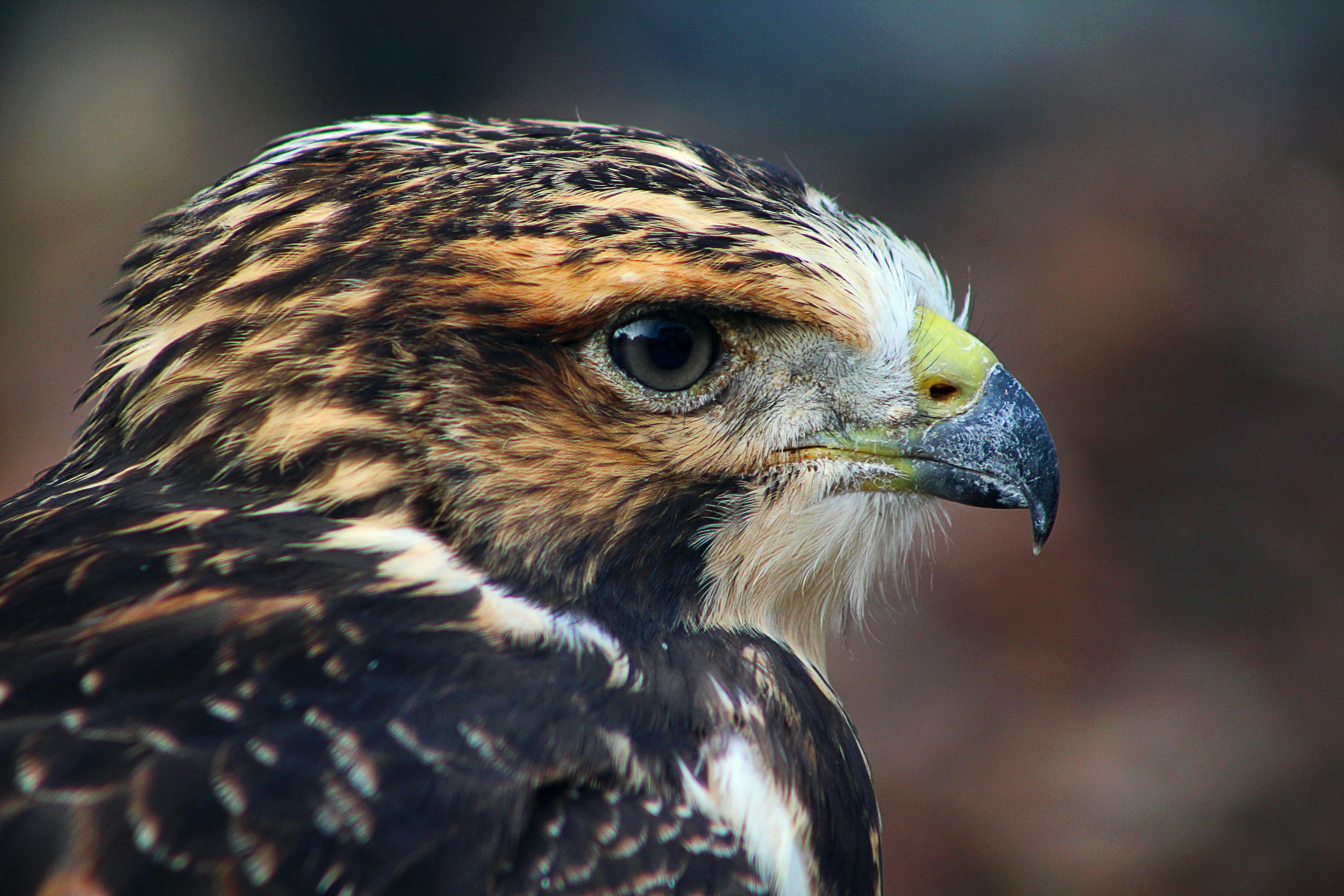 Photo by rozhy_photos