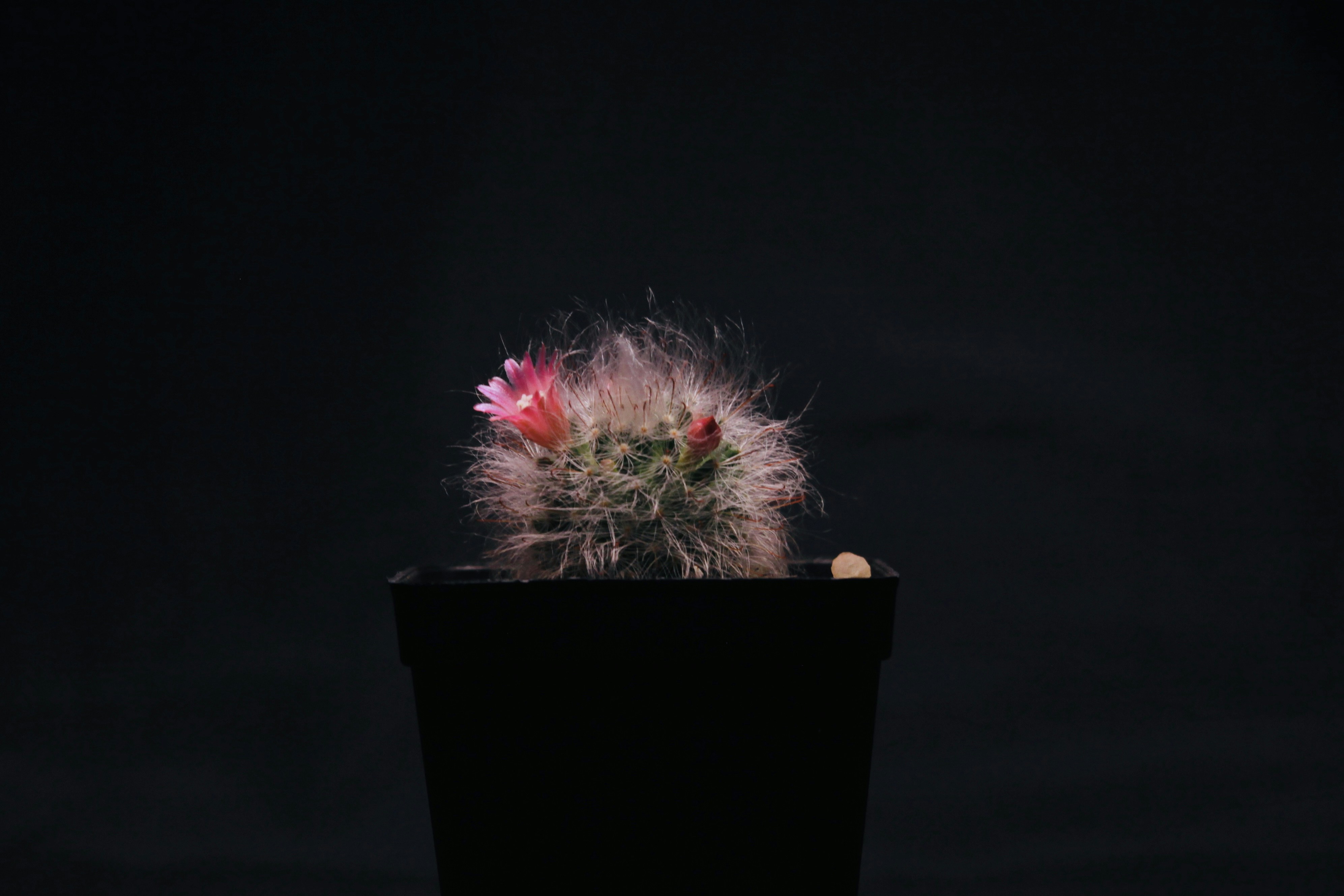 Photo by thomaschieu