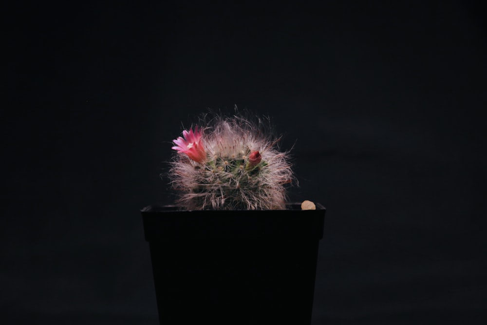 pink and white flower in black pot