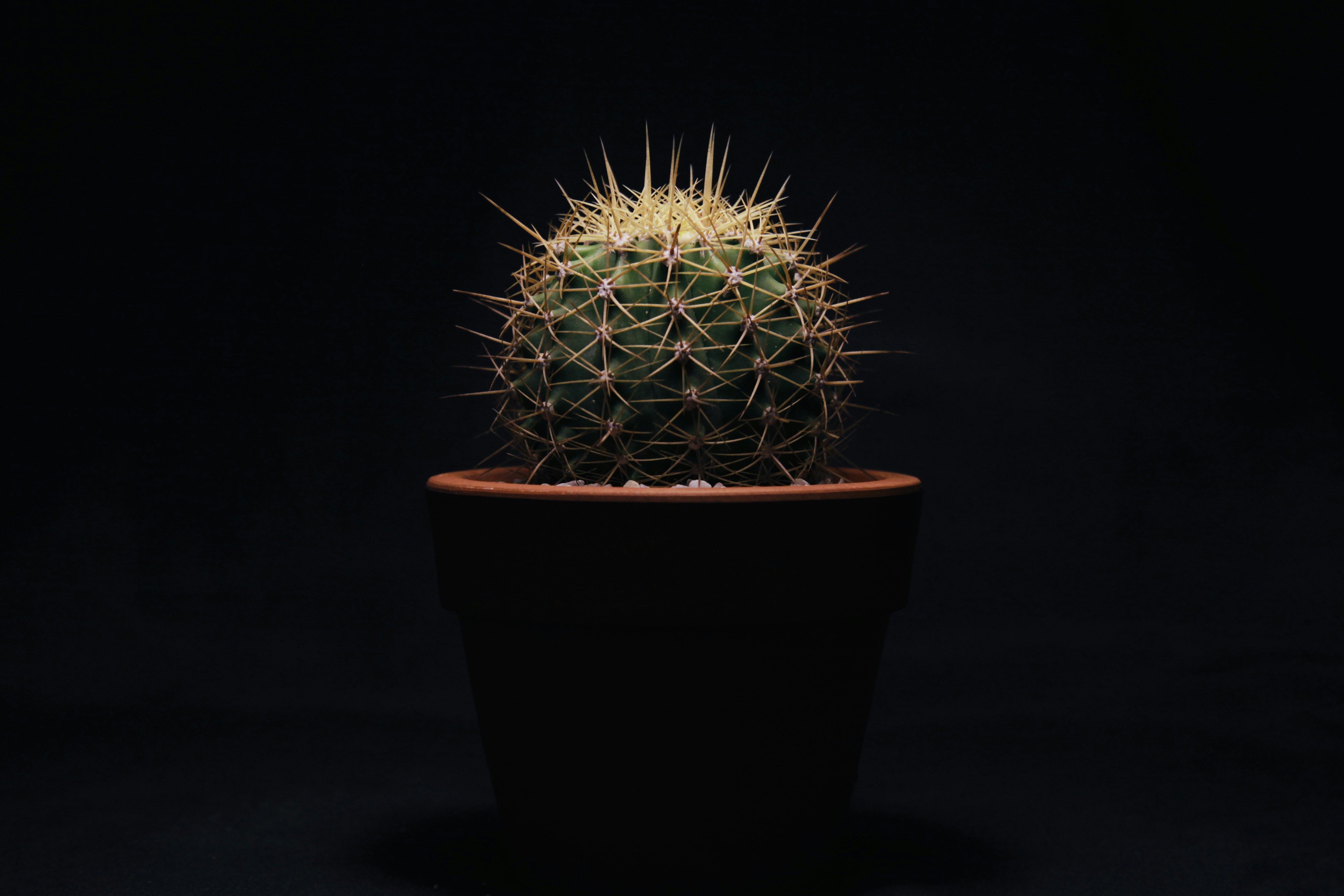 Photo by thomaschieu