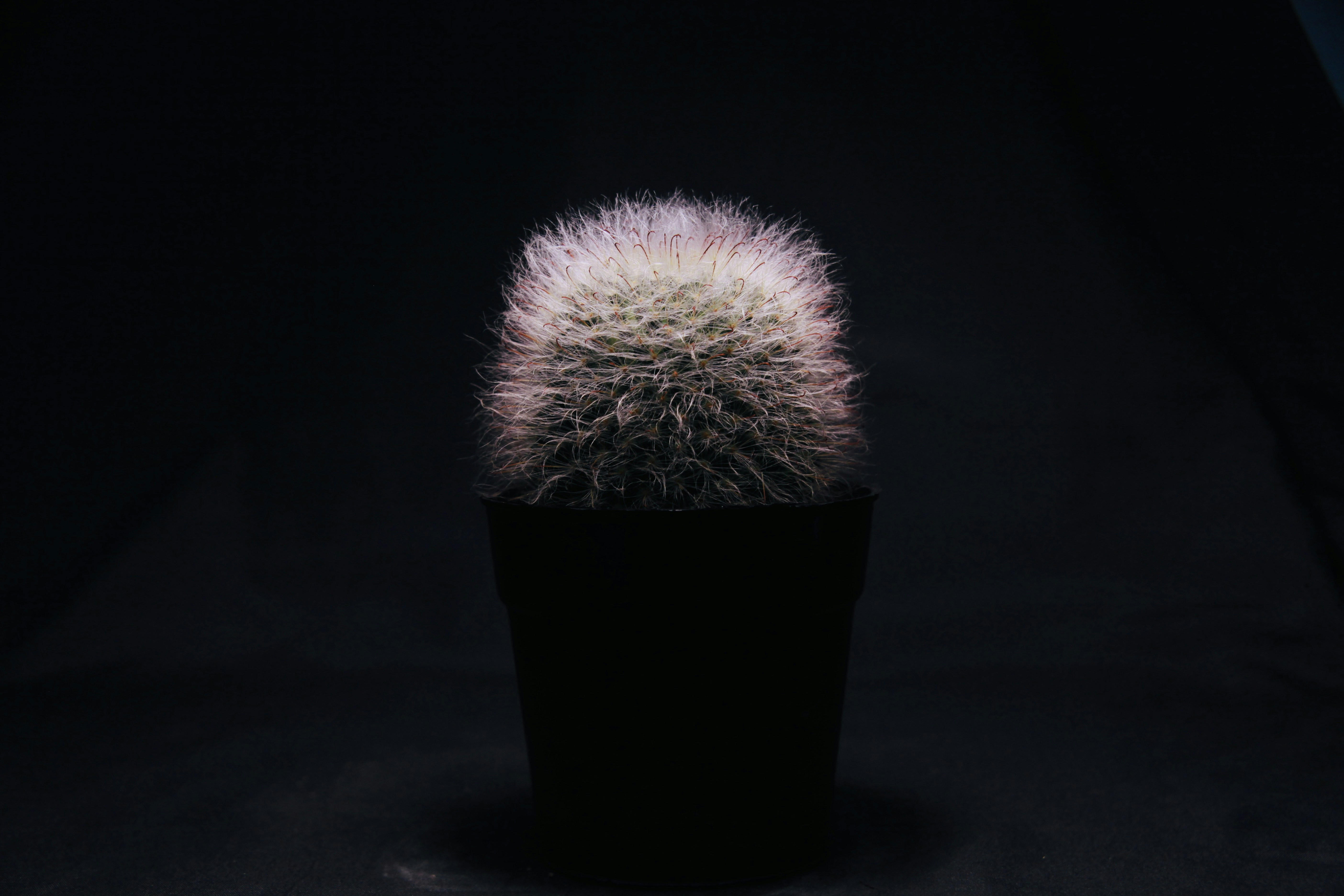 Photo by thomaschieu