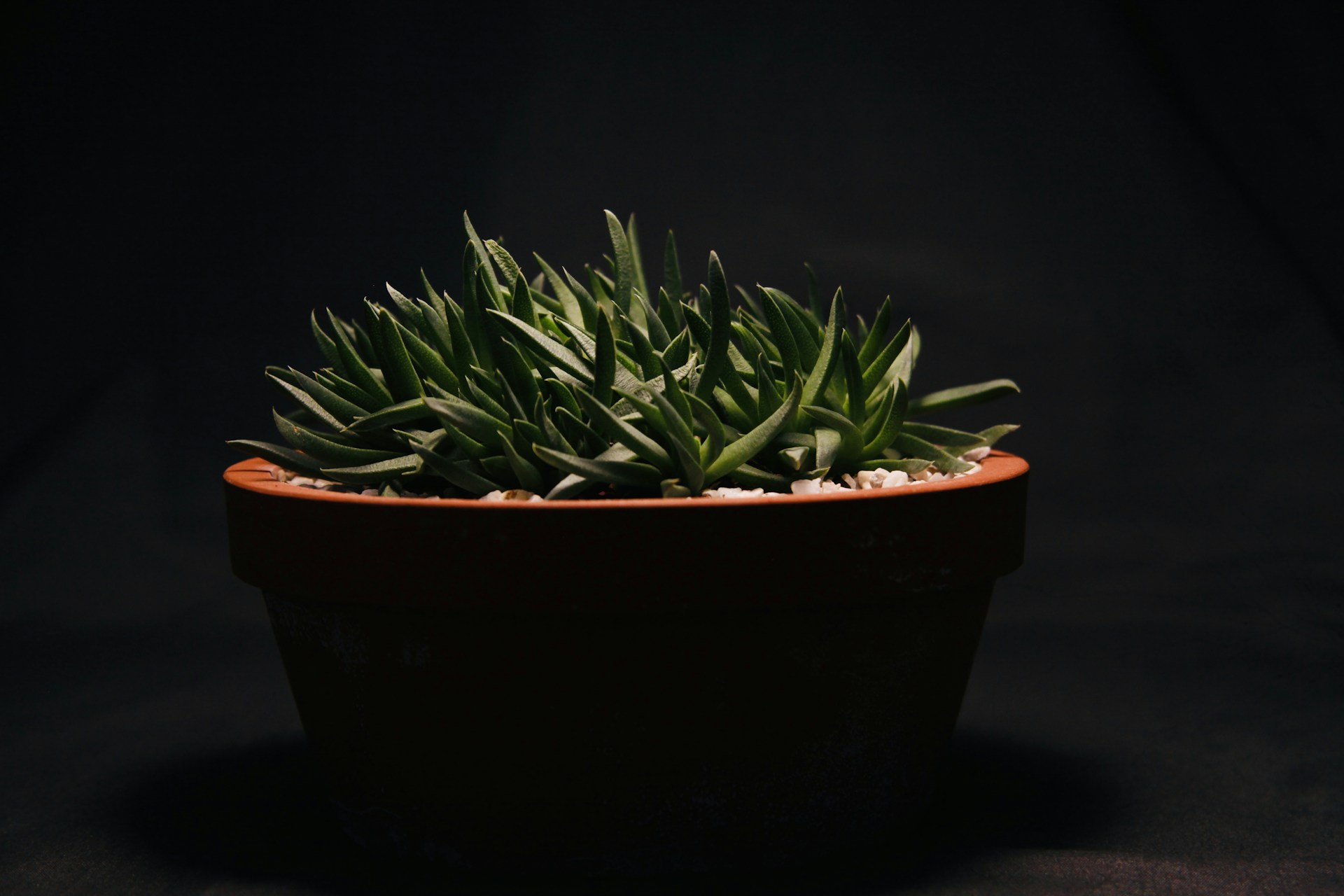 green plant on brown clay pot