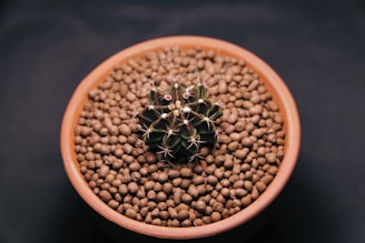 green plant on brown clay pot