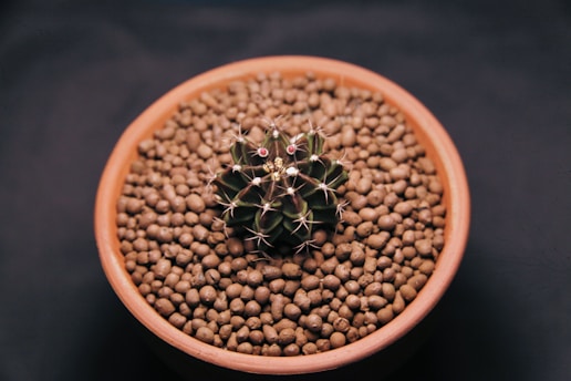 green plant on brown clay pot