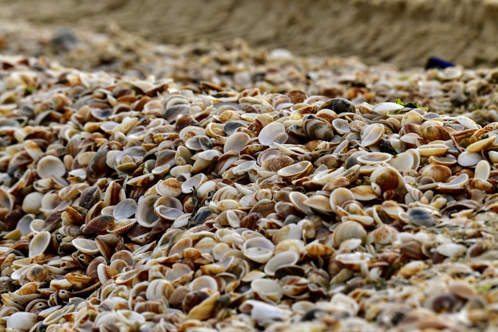 white and brown stones on brown sand