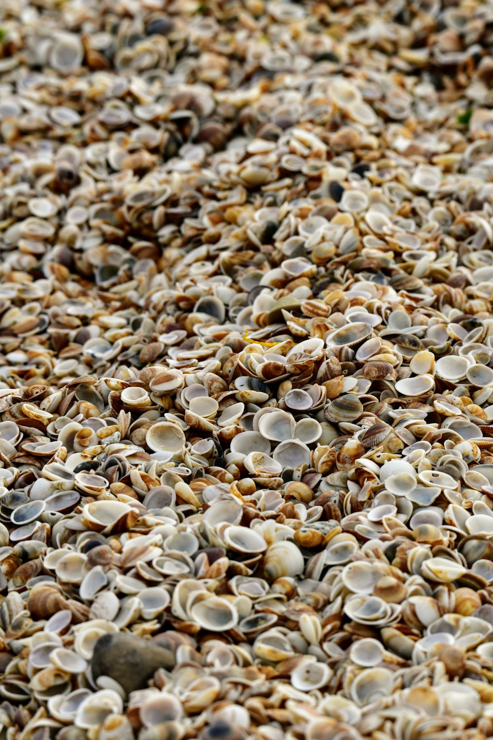 white and brown pebbles on ground