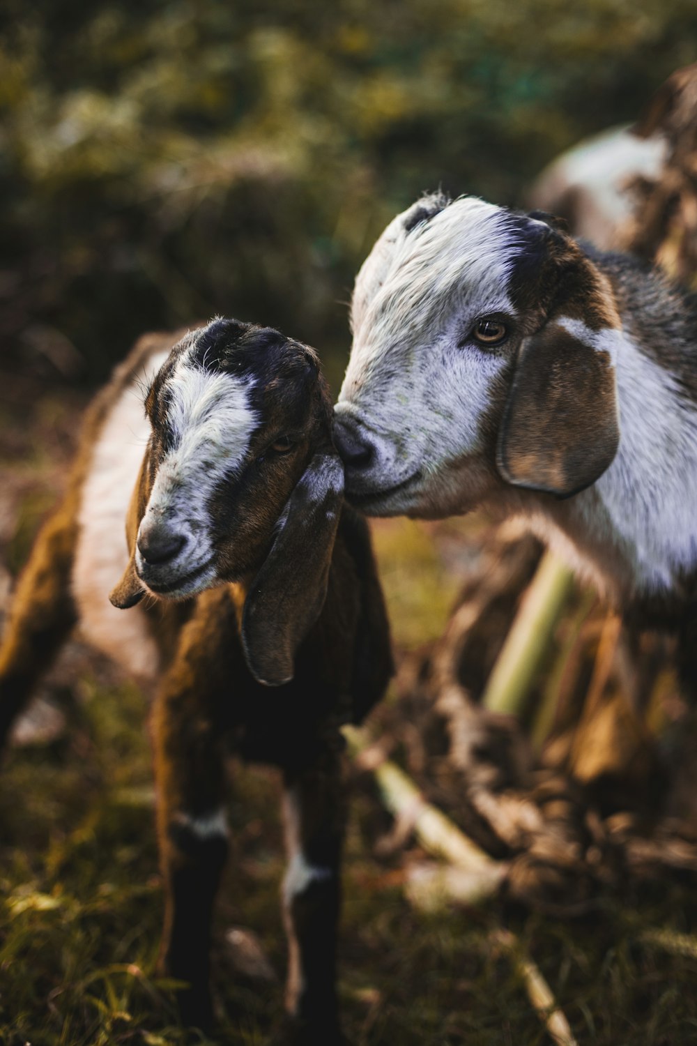 white and black goat on brown grass during daytime