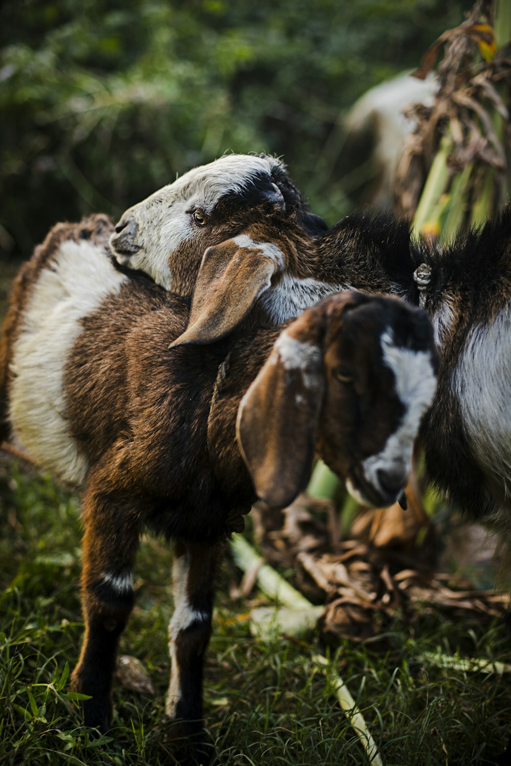 white and brown goat on brown dried leaves