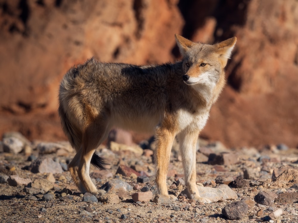 Brauner und weißer Fuchs tagsüber auf braunem Boden