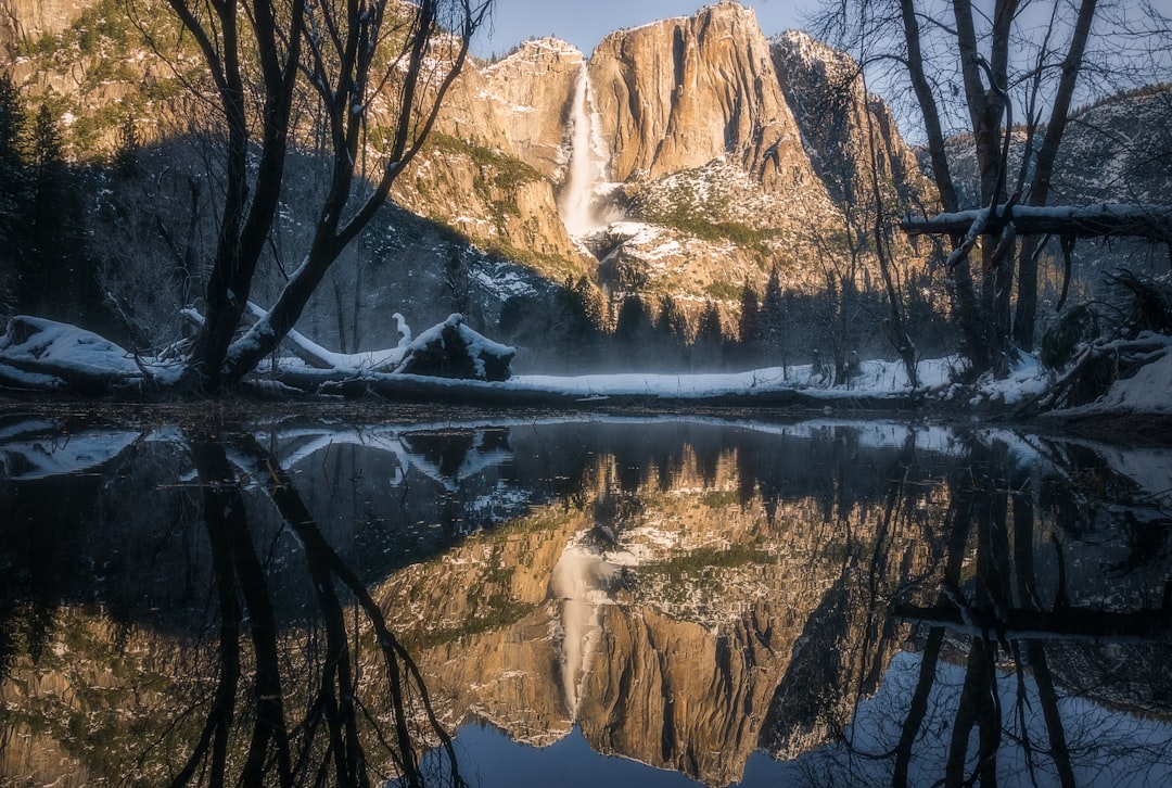 brown trees near lake during daytime