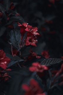 Dark moody photograph of red flowers with a rich texture. The flowers appear vividly against the shadowy background, with petals illuminated by soft light, emphasizing their velvety surface.