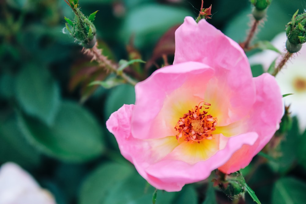 pink flower in tilt shift lens