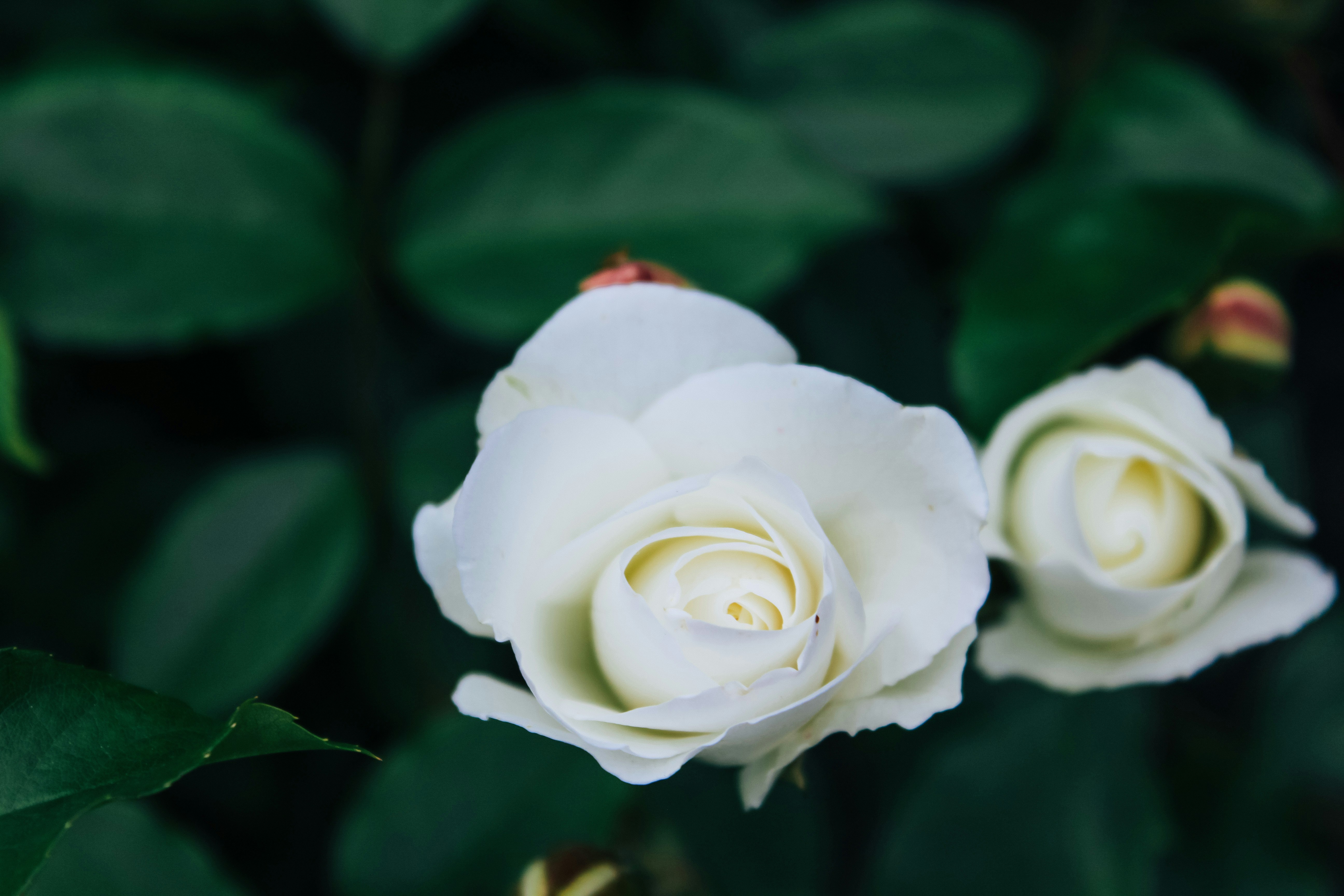 white rose in bloom during daytime