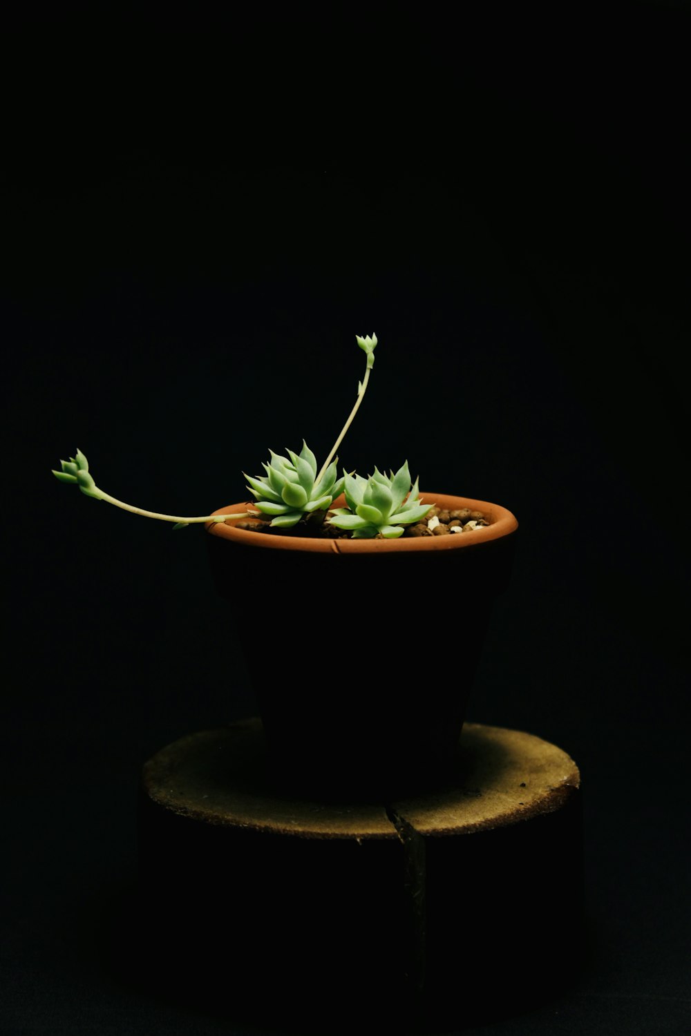 green plant on black pot