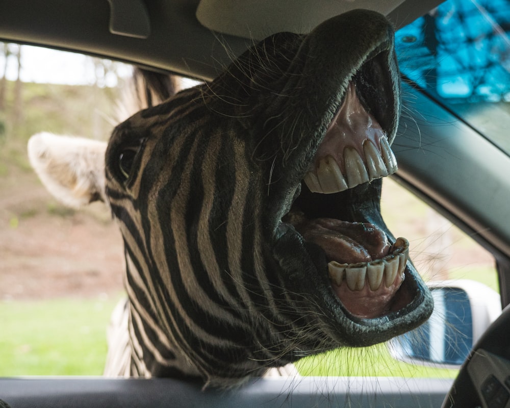 zebra showing tongue inside car during daytime
