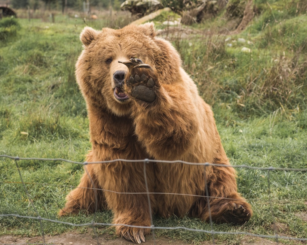 urso marrom no campo verde da grama durante o dia