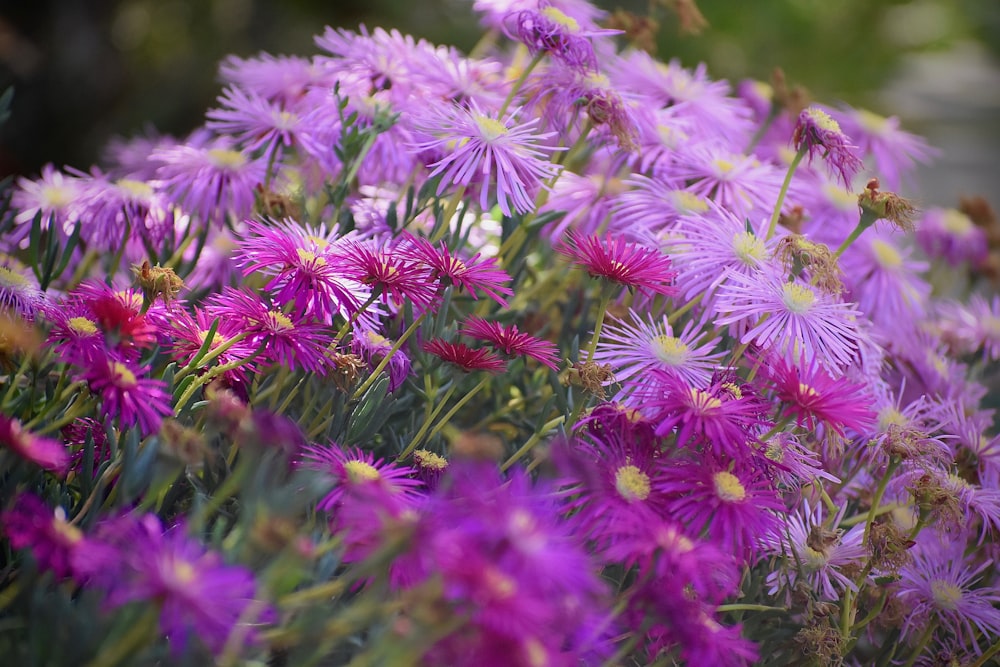 pink and white flowers in tilt shift lens