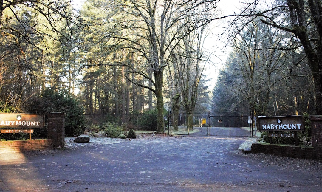 bare trees on snow covered ground during daytime