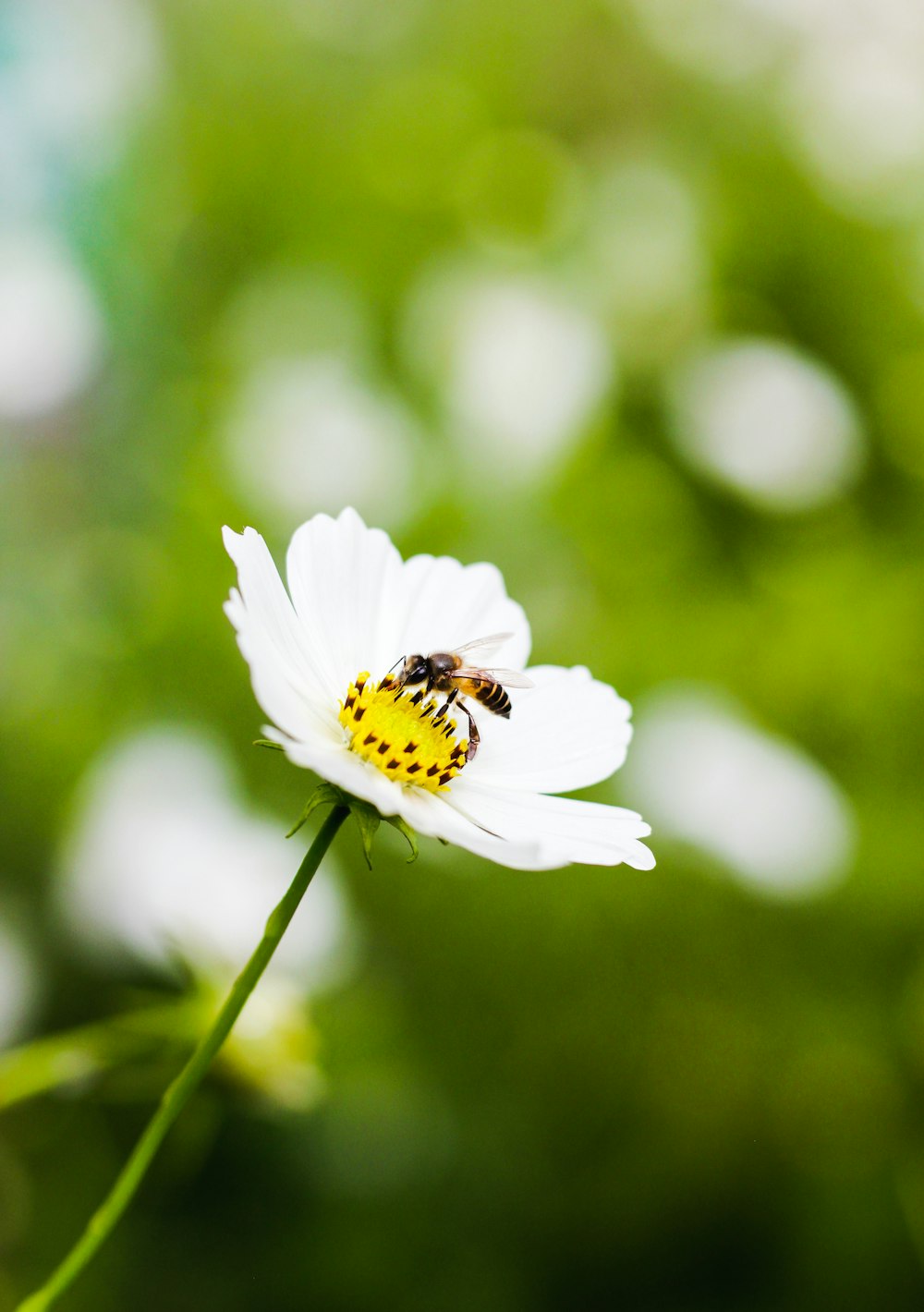 黄色の柱頭を持つ白と黄色の花