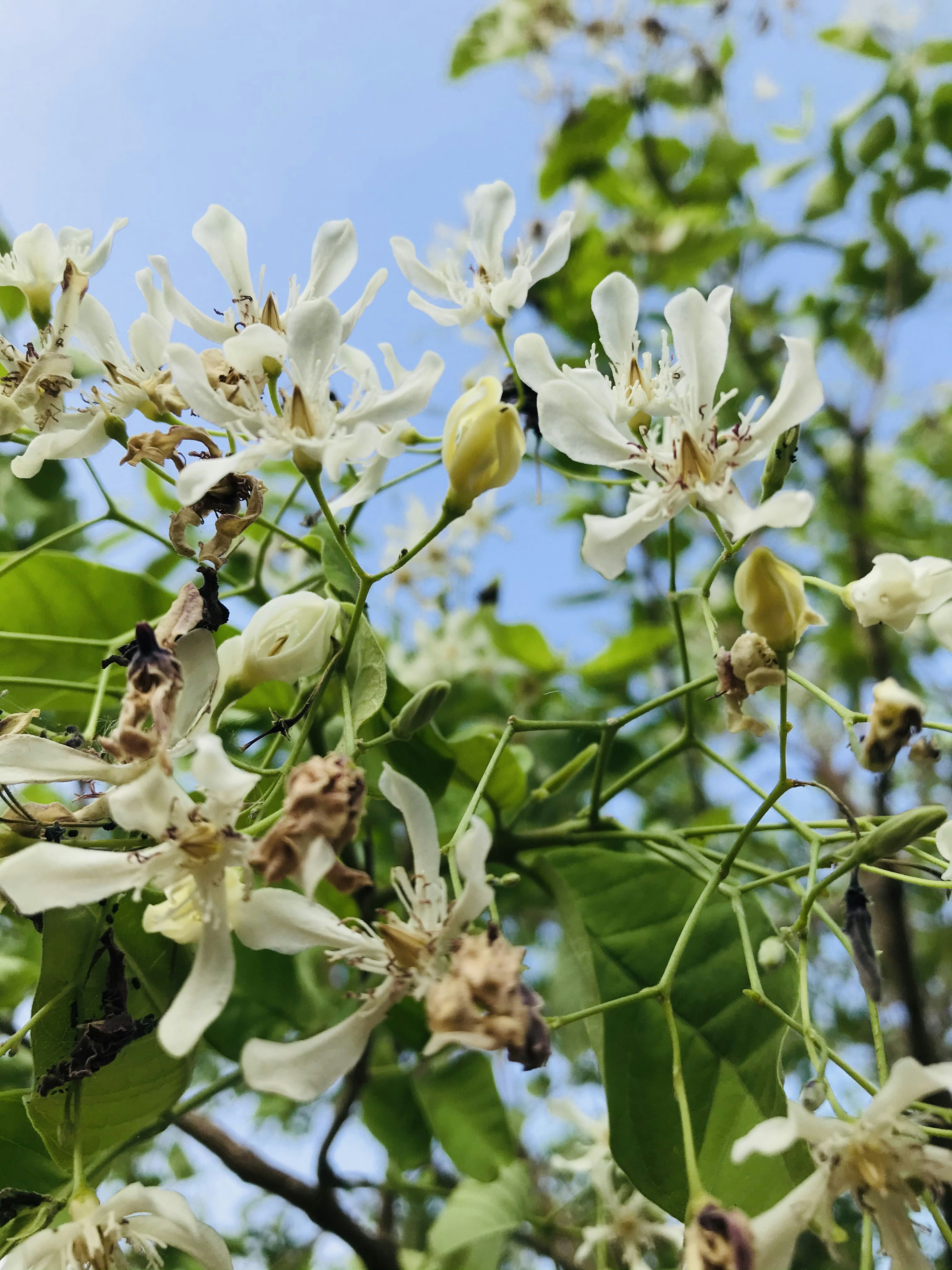 white and yellow flower in tilt shift lens