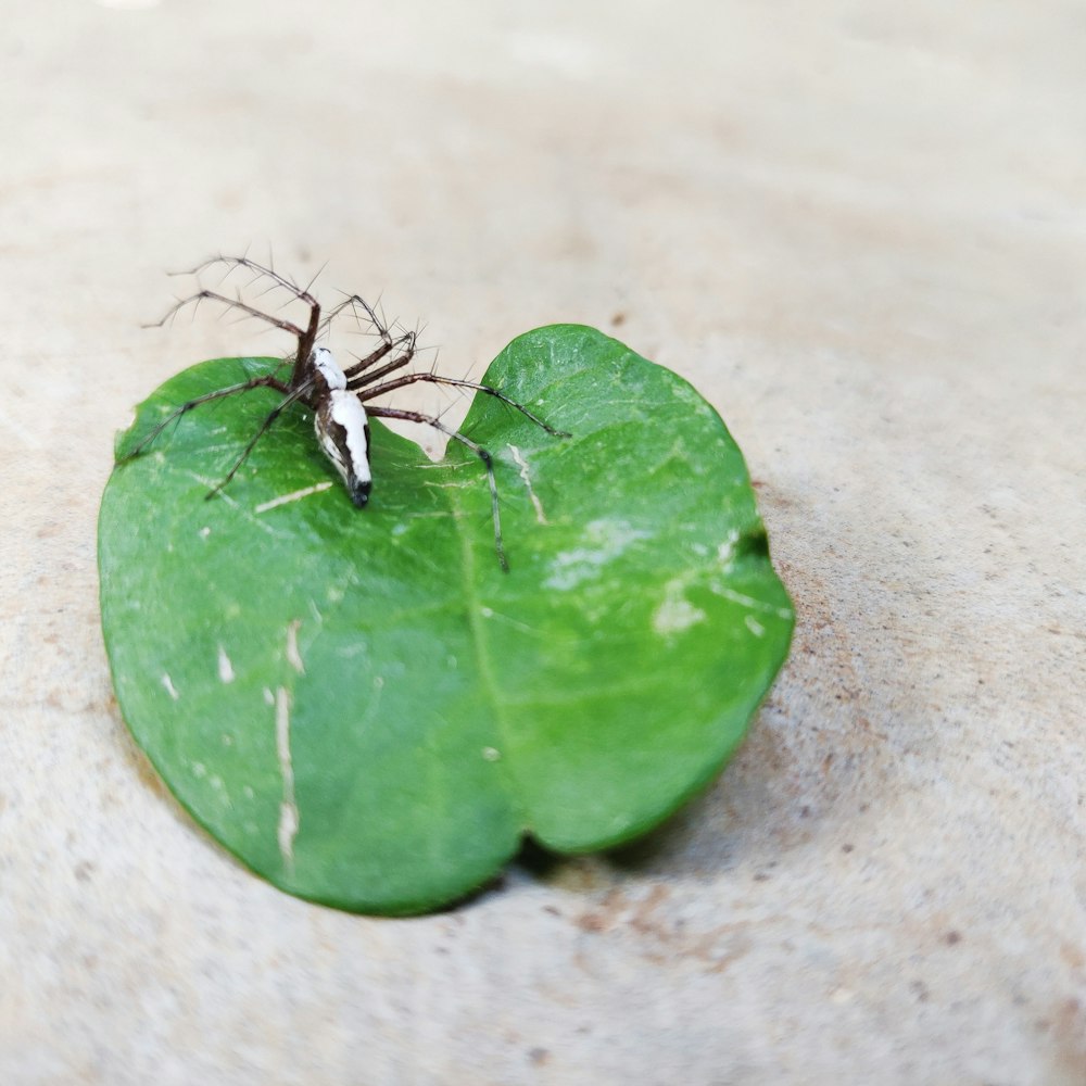 black ant on green leaf