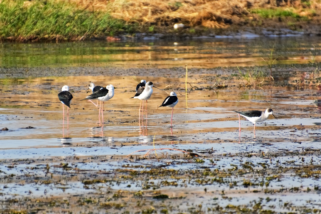 flock of birds on water during daytime