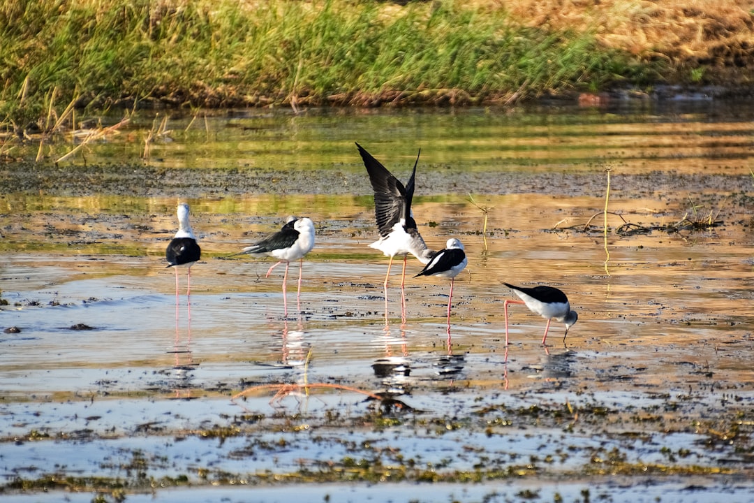 black and white bird on water during daytime