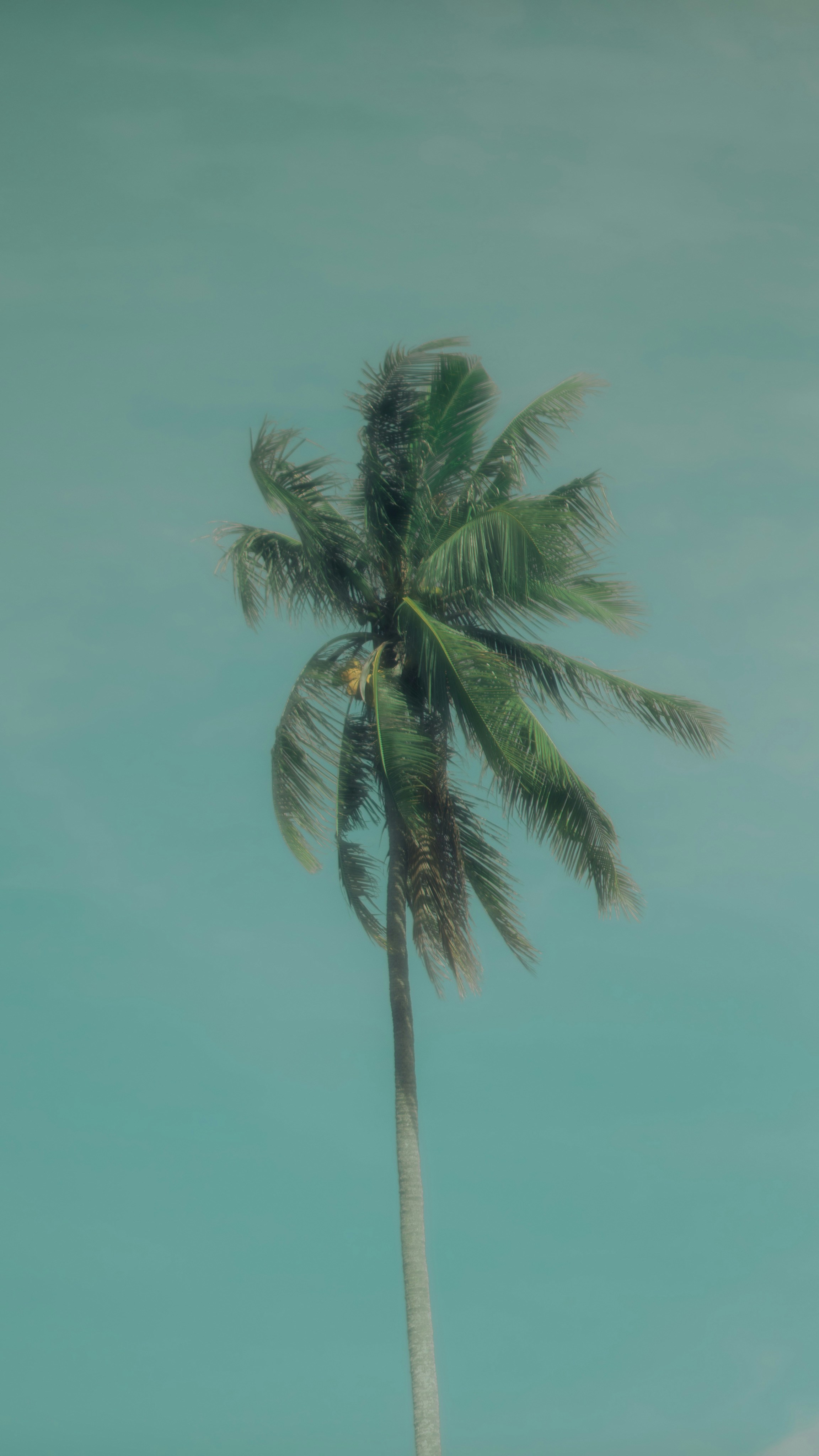 昼間の青空の下の緑のヤシの木の写真 Unsplashで見つけるiphoneの壁紙の無料写真