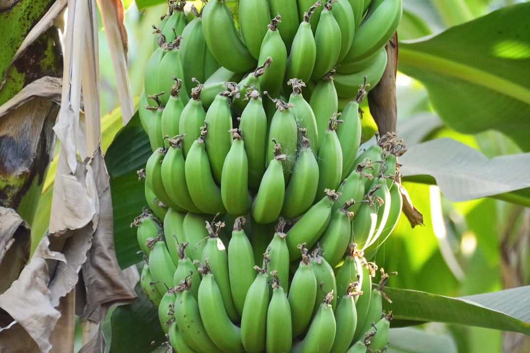 green banana fruit on mans shoulder