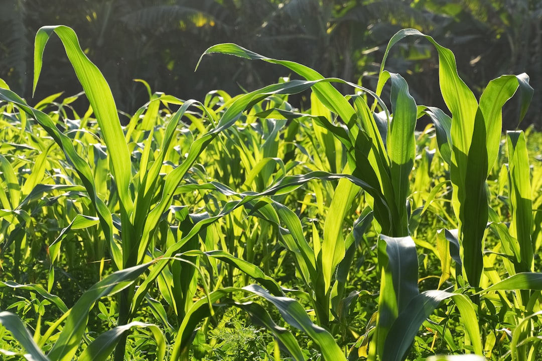 green corn plant during daytime
