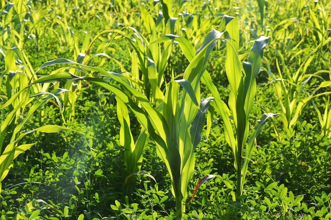 green corn plant during daytime