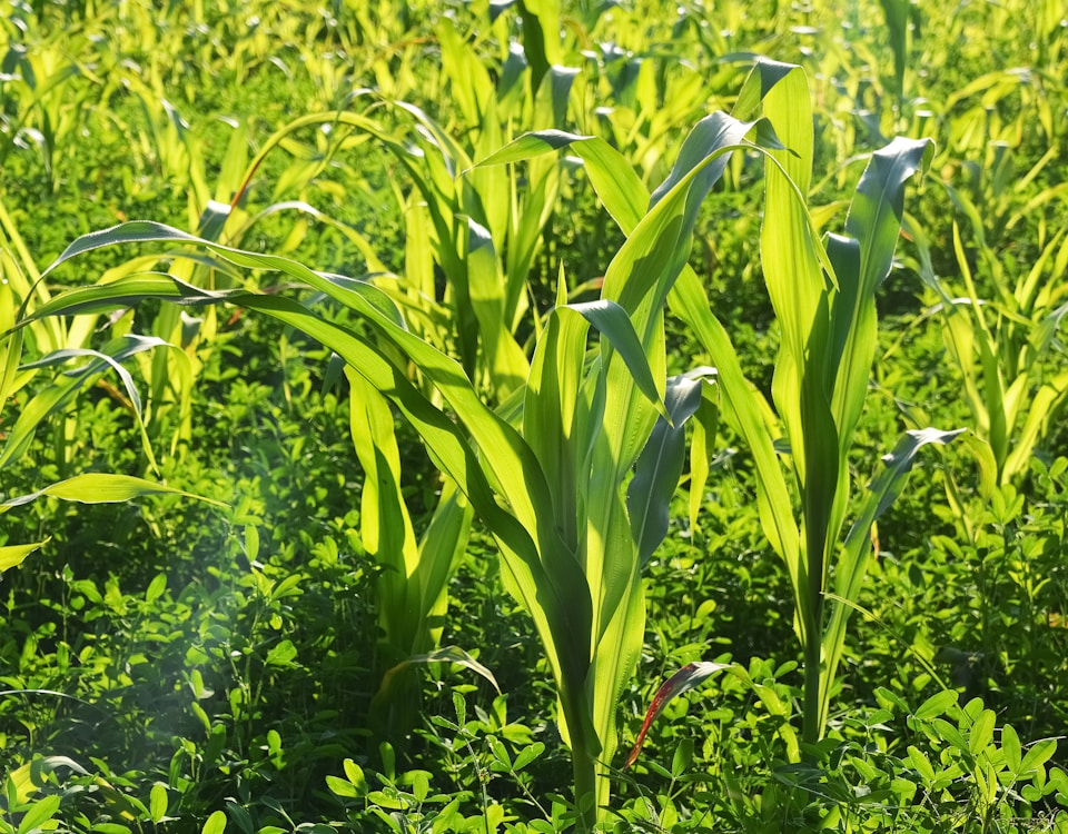 green corn plant during daytime