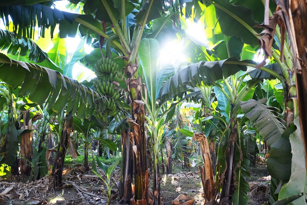 green banana trees during daytime