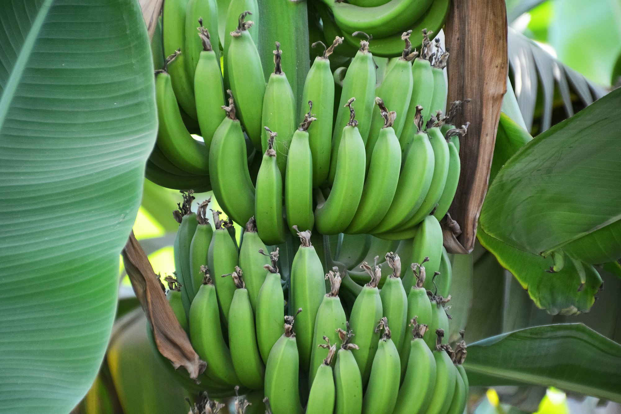 그린 바나나가 과식을 예방할 수 있을까요?