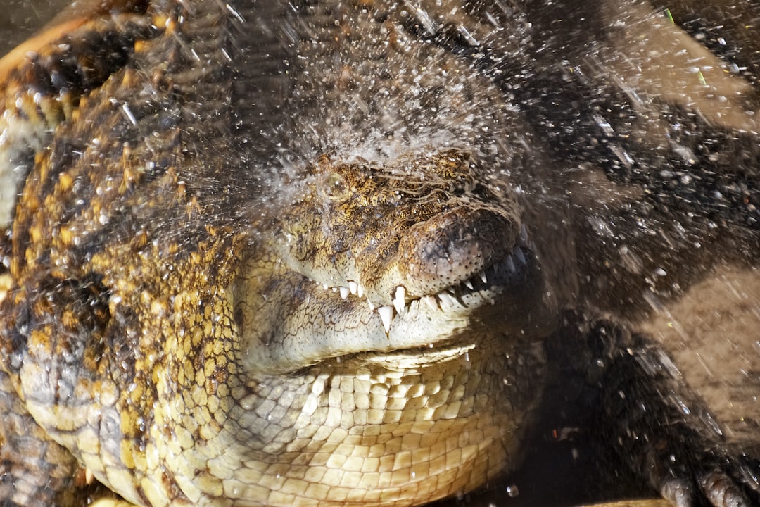 close up photo of crocodile eye