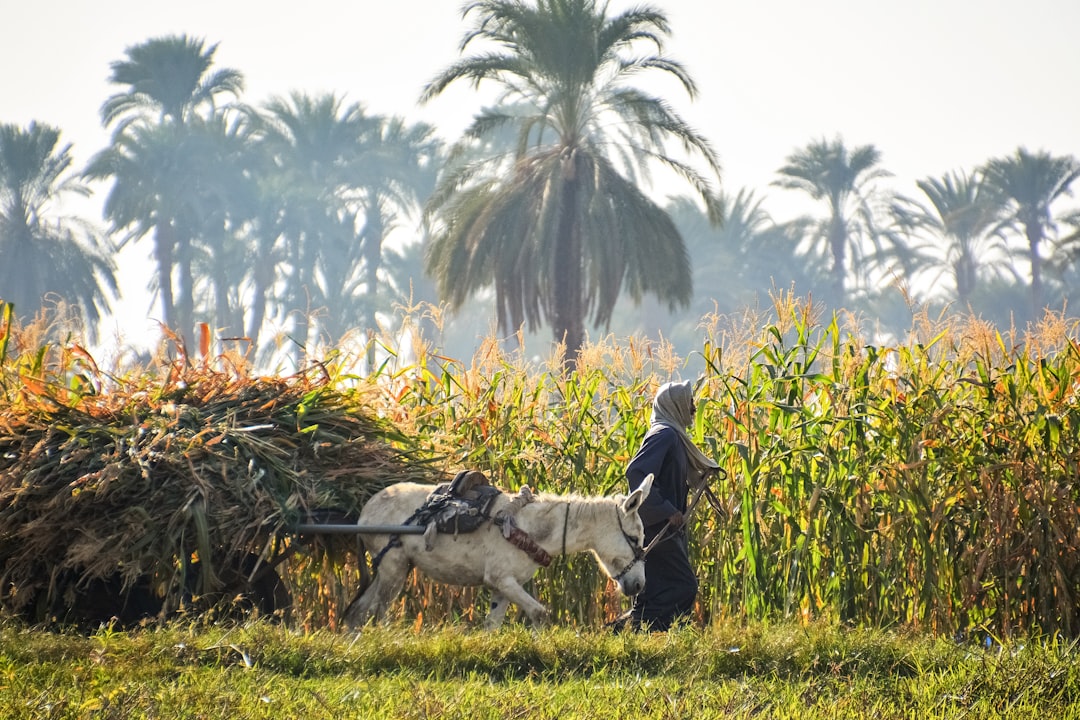 man in black jacket sitting on white and black cow on green grass during daytime