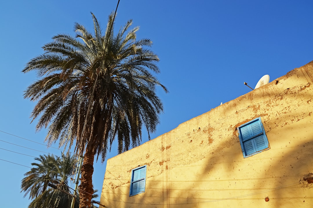 palm tree beside beige concrete building