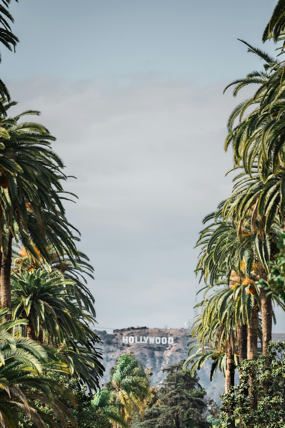 green palm trees near white concrete building under white clouds during daytime