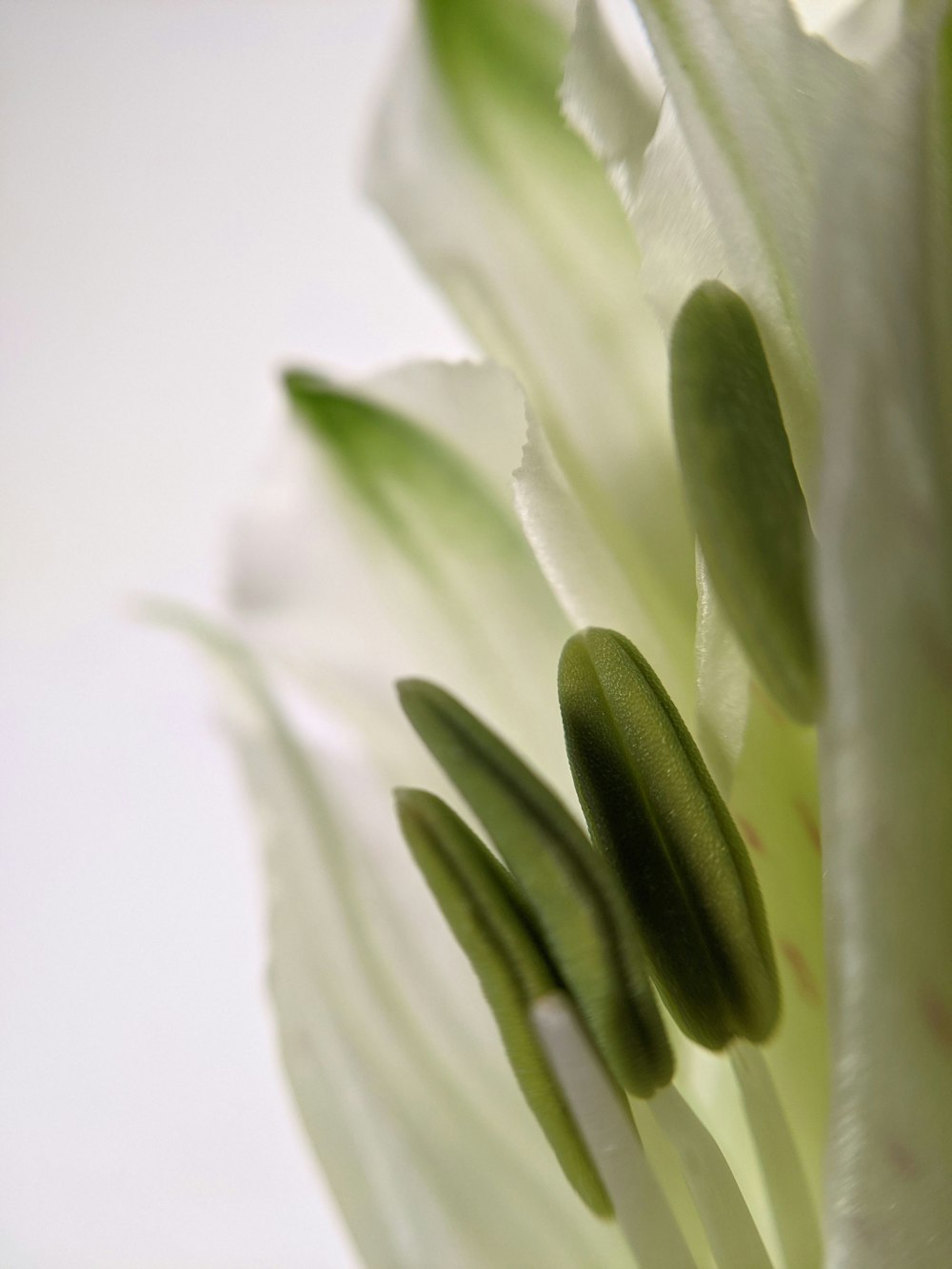 白い織物の緑の植物