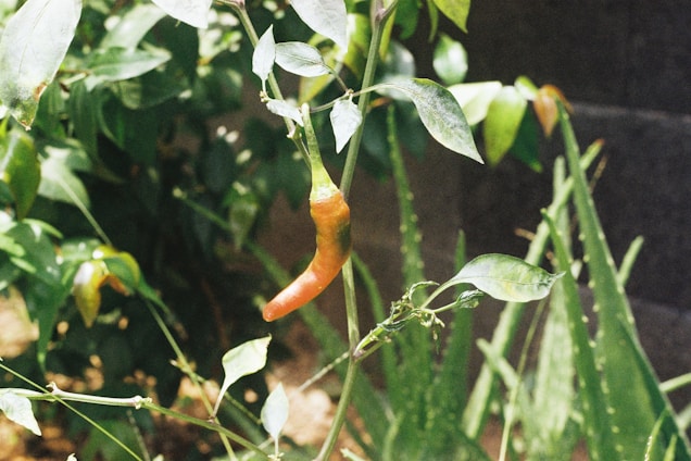 A single red chili pepper growing on a plant, surrounded by green leaves. The background has additional vegetation, likely in a garden setting, with some aloe vera plants visible.