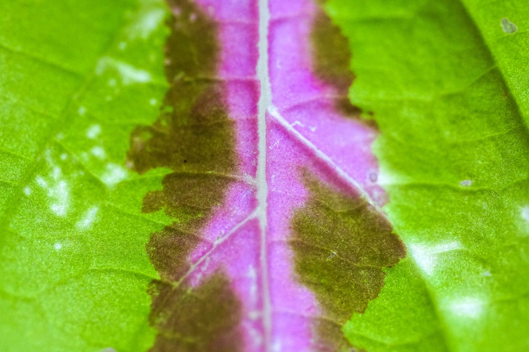 purple leaf in macro shot