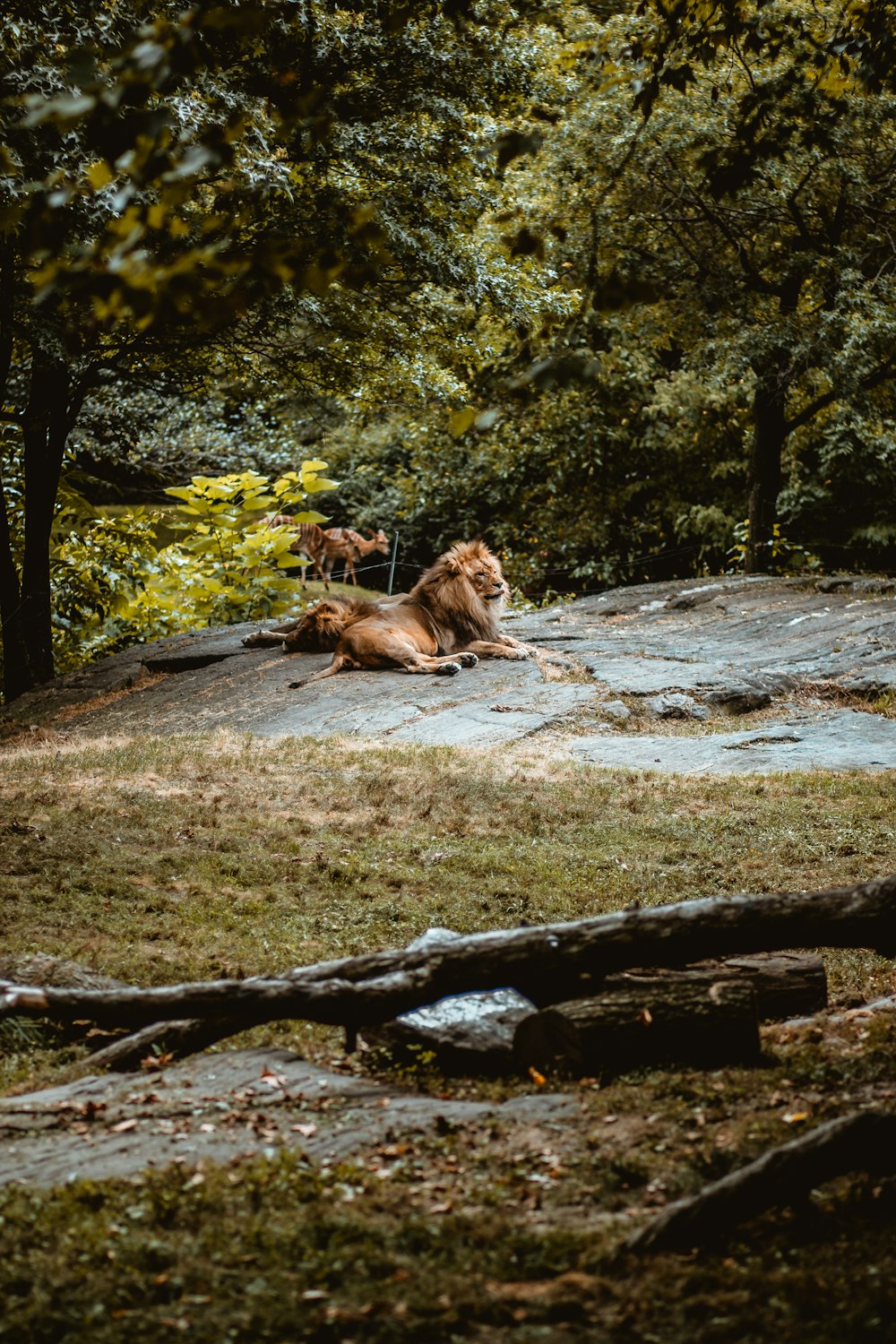 brown lion lying on brown rock during daytime