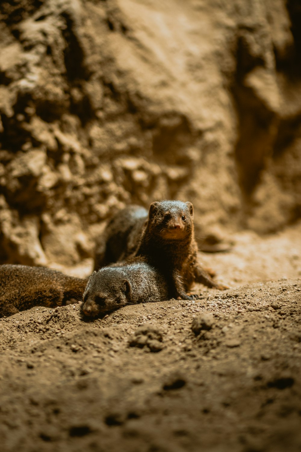 brown and black animal on brown sand during daytime