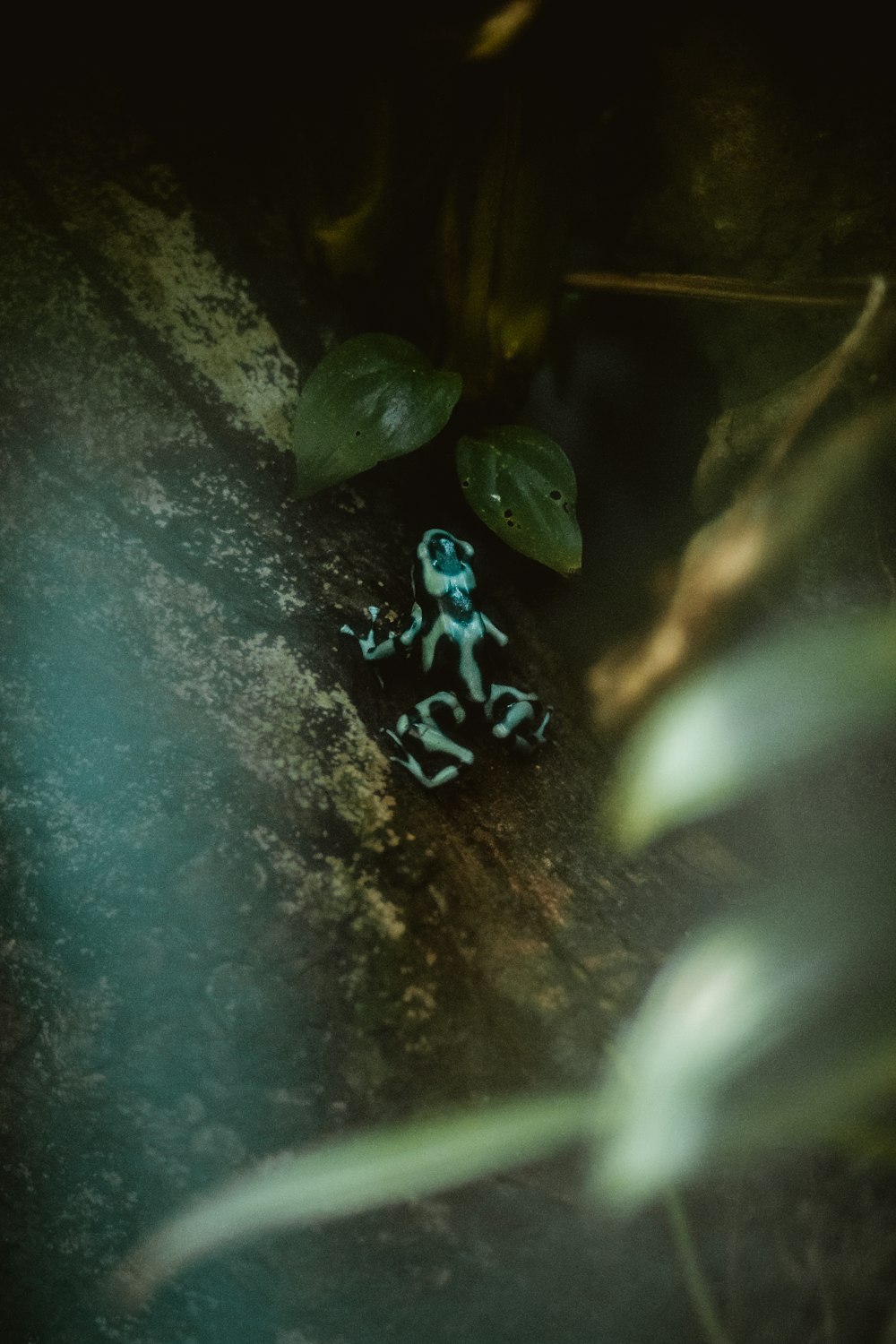 black and white frog on green tree