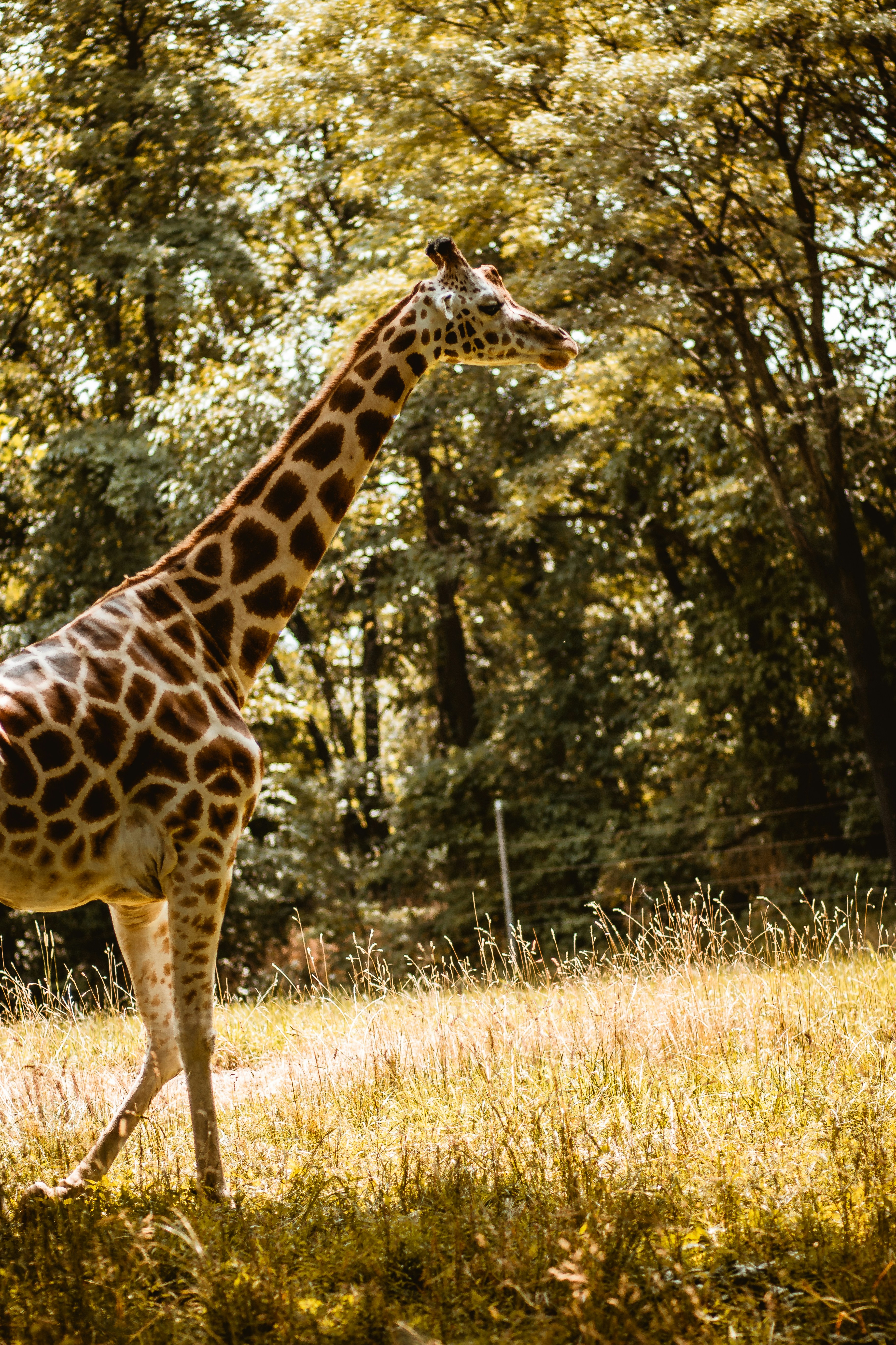 giraffe standing on brown grass field during daytime