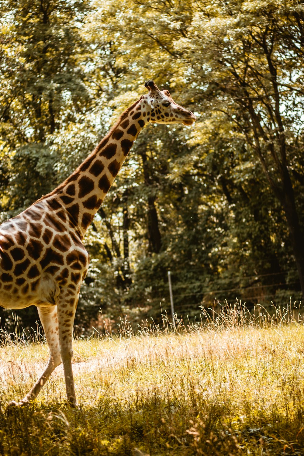 giraffe standing on brown grass field during daytime