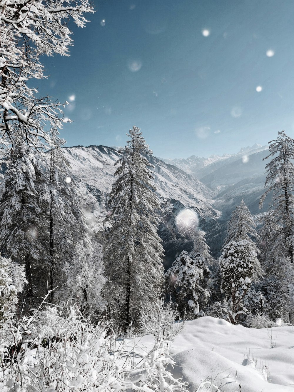 snow covered trees and mountains during daytime